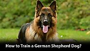 How to Train a German Shepherd Dog? - Hours TV