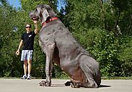 World Larget And dangrous Dogs, strongest dog breed, Top 5 dogs