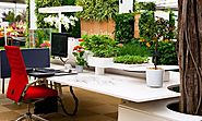Know The Effective Impacts Of Indoor Plants For Office