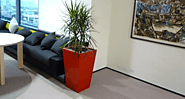 Choose the Best Office Plants Melbourne to Liven Up Your Office Space - Office Plants Best Office Plants