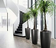 List Out The Guidelines To Hire The Best Office Plants Servicing Company