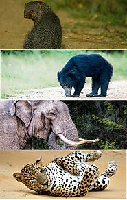 Fauna at Yala - Mammals