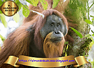 La UICN pide una moratoria en los proyectos que impactan al orangután Tapanuli en peligro crítico. ~ El Mundo de Skizzo