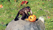 Halloween monkey business at Edinburgh Zoo