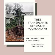 Tree Transplants Service in Rockland NY