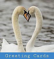 Farmyard Greeting Card Nottingham