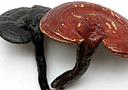 Why You Should Consider Taking Ganoderma lucidum Extract Regularly - Qherb