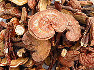 Hidden Benefits of Ganoderma Lucidum Extract Which Most People Don’t Know Abou