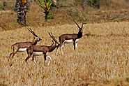 Wildlife Tour Odisha: An incredible experience for Nature Lover