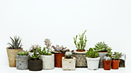 Essential things to know while buying the indoor plants Melbourne  