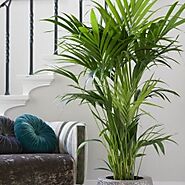 How To Choose The Perfect Plant Pots Melbourne? – Foliage Indoor Plant Hire