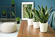 How Indoor Plants Can Improve Your Mood and Health