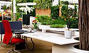 Why Invest in Indoor Office Plants for Your Melbourne Workspace?