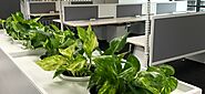 Why Office Plant Hire Is More Than Just Decor?