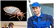 How can a Bed Bug Exterminator Help you Control Bed Bug Infestation?