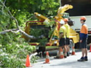 Stump Grinding Services in Darwin