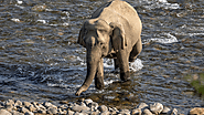 River Views In Jim Corbett National Park