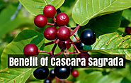 How To Use Cascara Sagrada? | Health Benefits Of Cascara Sagrada