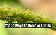 How To Get Rid Of Aphids - Top 10 Home Remedies To Control Aphids