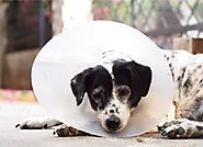 How to Help Your Dog Recovery From Surgery – HPZ™ PET ROVER™