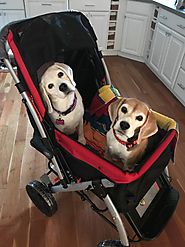 Dog Strollers are the Best and Comfortable Way of Keeping the Pets Secure! – Pet Rover