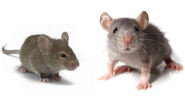 Harvard Scientists Claim to Reverse Aging in Mice