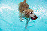 Hydrotherapy - A Growing Trend, or is it Really Helpful for your Dogs? - H2O For Fitness