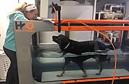 Why an Underwater Treadmill is the Perfect Fitness Solution for Dogs with Joint Pain
