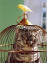 Home Decor - Decorative Antique Bird Cages