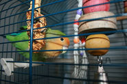 Bird Cage Accessories Can Improve The Quality And Length Of Your Bird's Life