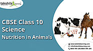 Nutrition in animals Important notes of CBSE class 10 science