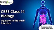 11th Science- Digestion in the Small Intestine topic of Biology Class 11