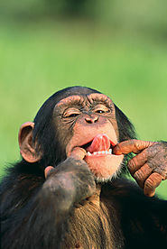 Contrary to this picture, chimpanzees are actually very smart.