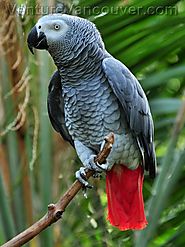 It's time to throw out the 'bird brain' stereotype. African Grey Parrots are extremely intelligent.