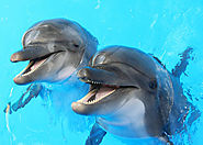 Bottlenose dolphins have the largest brains in the animal kingdom when it comes to body mass to brain ratio.