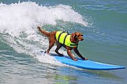 How is a dog and a marine biologist alike? One wags its tail and the other tags a whale!