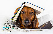 What do you do if your dog chews a dictionary? Take the words out of its mouth!