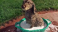 What do you call a dog that likes bubble baths? A shampoodle!