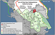 2 New Papers: 92% Of Polar Bear Subpopulations Stable, Increasing…Inuit Observe ‘Too Many Polar Bears Now’