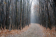 Hoia Baciu Forest (Romania)