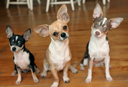 Chihuahua Information and Pictures, Chihuahuas, Taco Bell Dog