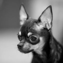 Chihuahua (dog)