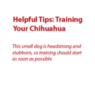 Helpful Tips: Training Your Chihuahua
