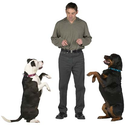 How To Train an Older Dog - Adult Dog Training Tips