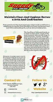 Maintain Clean And Hygiene: Remove Ants And Cockroaches