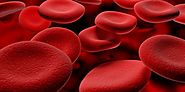 How Much Blood Is in the Human Body? | TipsHire