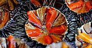 2. Sea Urchins (Pangasinan, Bohol)