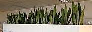 Best plant pots Melbourne | Foliage Indoor Plant Hire