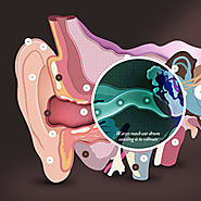 Interactive Ear tool showing how the ear works