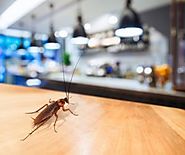 10 Tips for a Pest-free Kitchen! - Pest Control Jonesboro AR